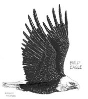 Eagle