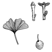 Ginkgo