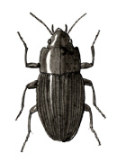 GroundBeetle